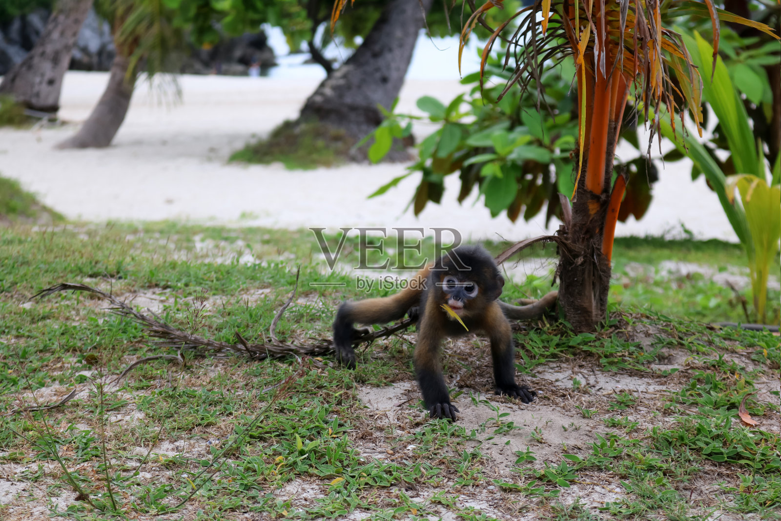海滩上的小叶猴照片摄影图片