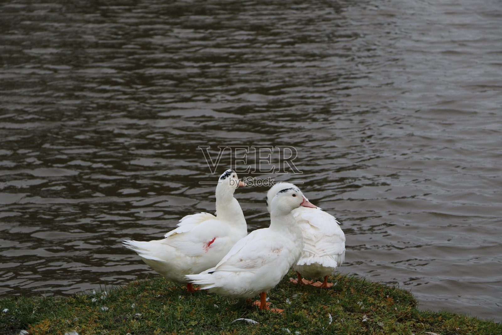 一群白鹅在河里洗澡,沿着岸边散步照片摄影图片