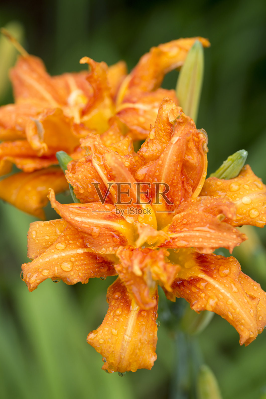 有赫梅罗卡利斯·富尔瓦宽索照片摄影图片