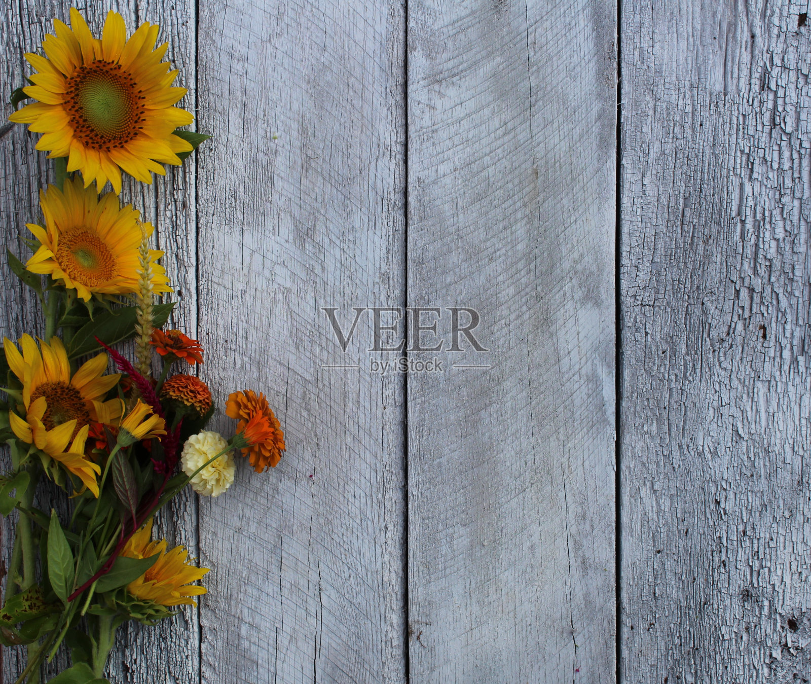 乡村向日葵背景照片摄影图片