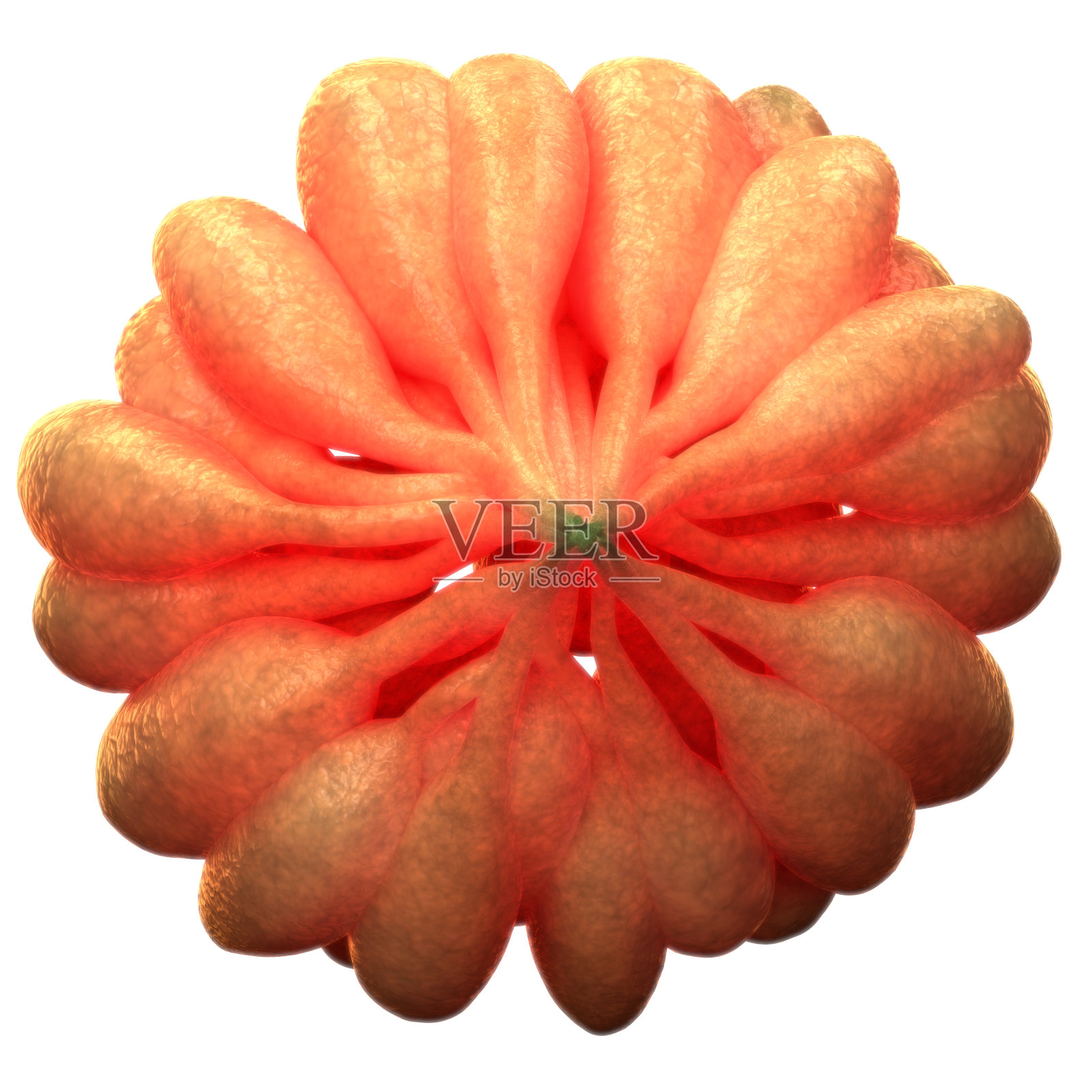 人体女性器官(乳腺)照片摄影图片