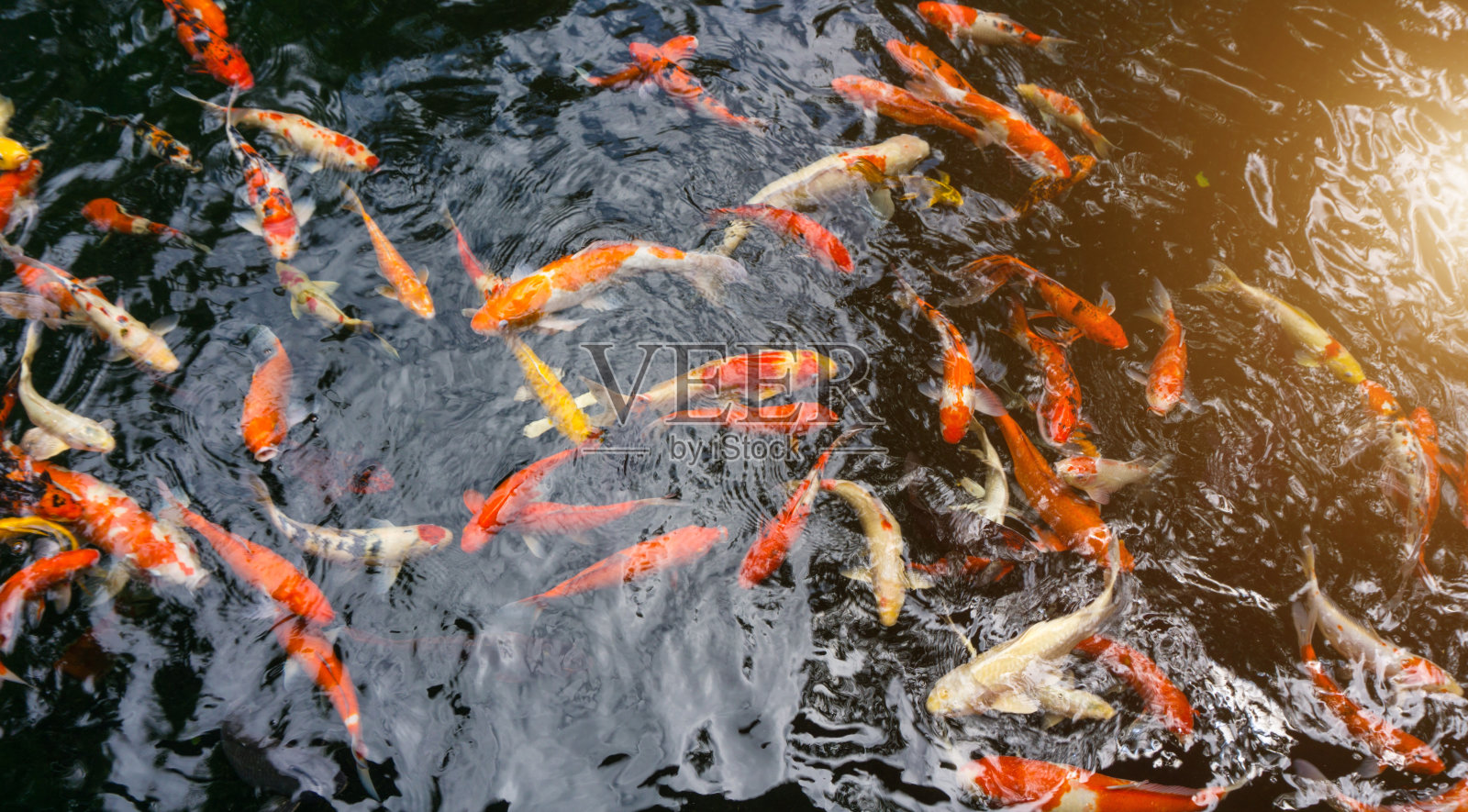 花式鲤鱼,又称锦鲤,在鲤鱼池中游弋。照片摄影图片