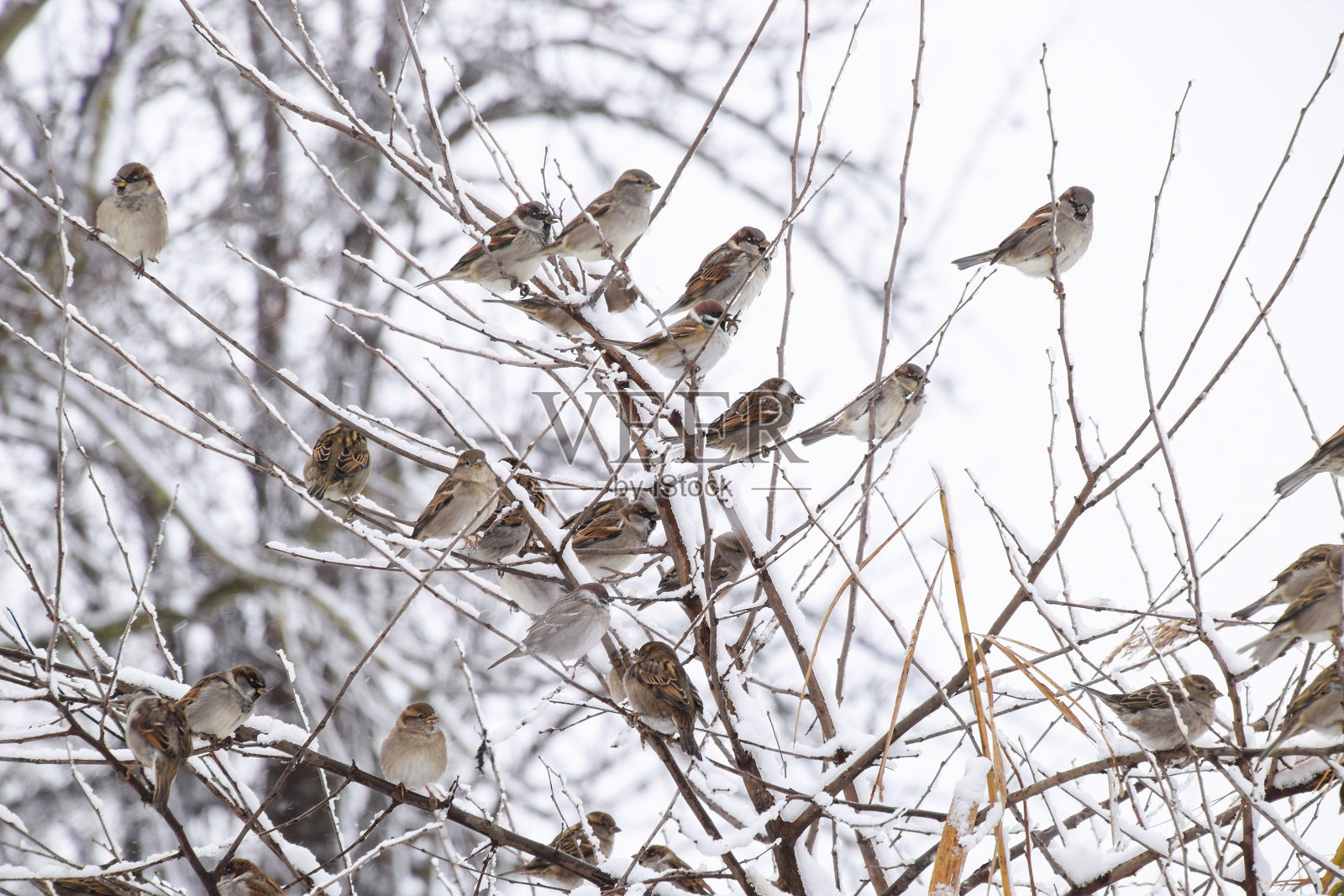 灌木丛树枝上的麻雀。麻雀冬天的工作日。普通麻雀在醋栗的树枝上照片摄影图片