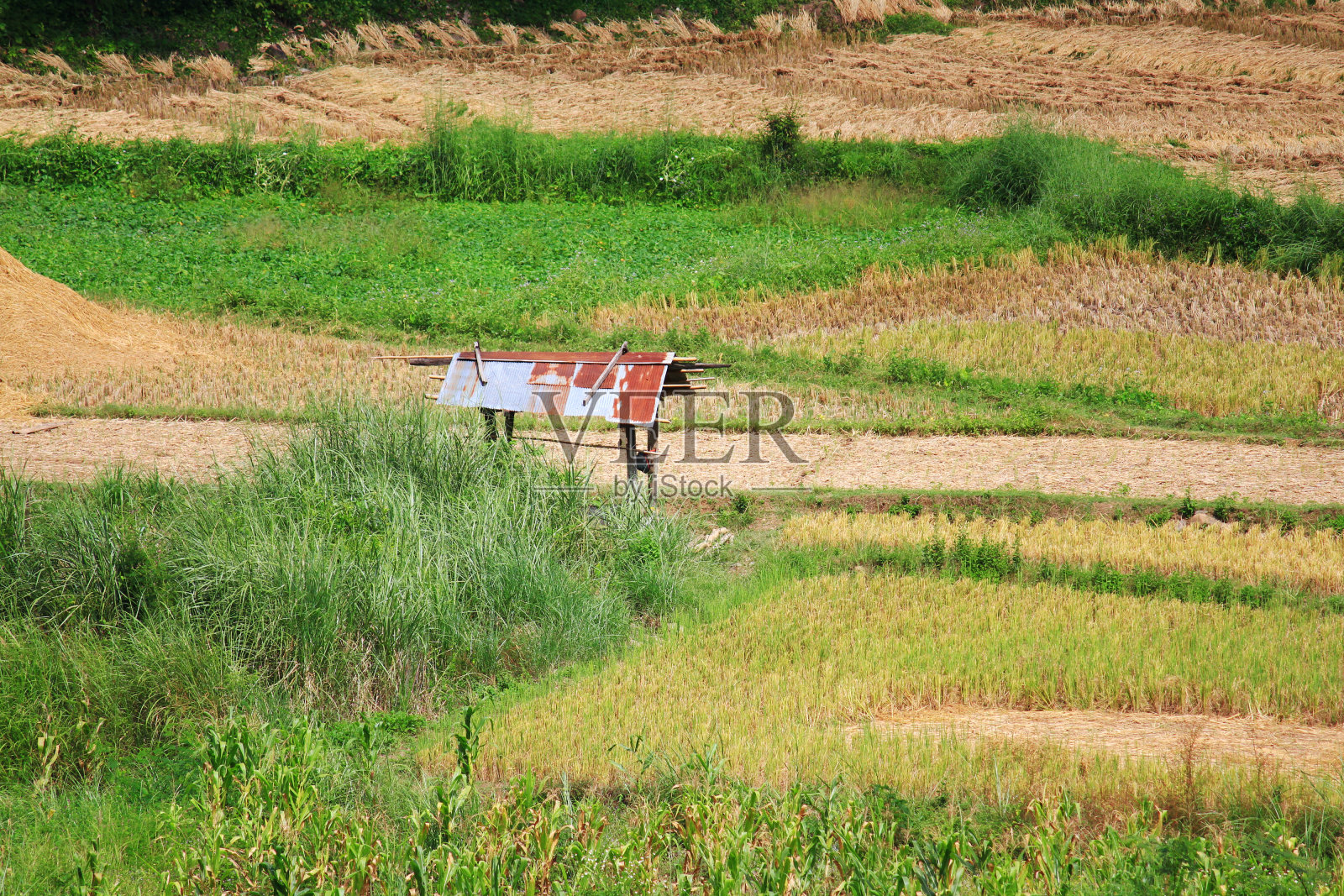 亚洲的稻田和农民小屋在雨季耕种在泰国的国家。农田照片摄影图片