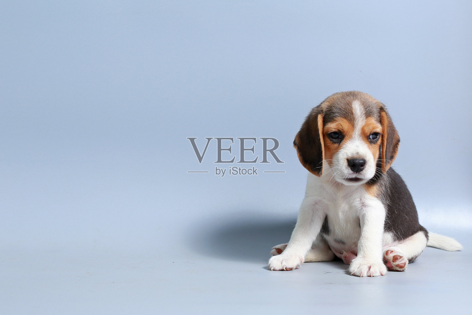 1个月纯种比格犬在灰色屏幕上照片摄影图片