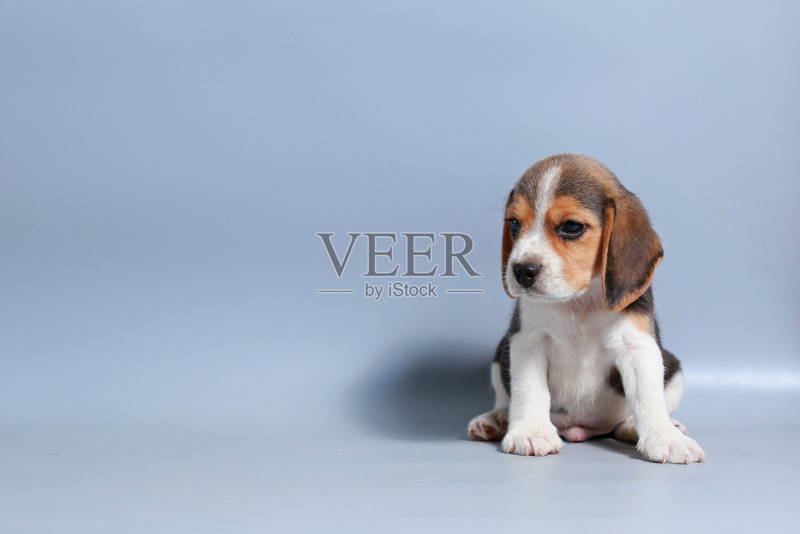 1个月纯种比格犬在灰色屏幕上照片摄影图片