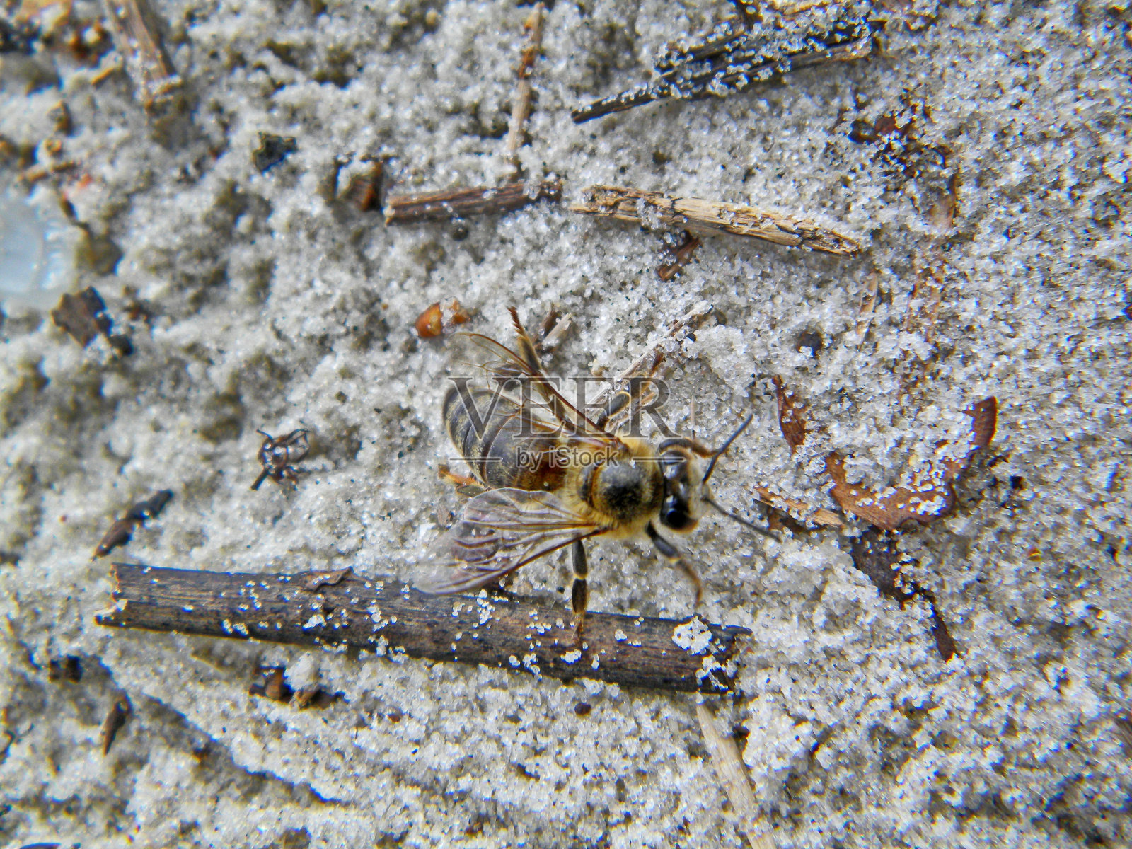 蜜蜂在沙地上照片摄影图片