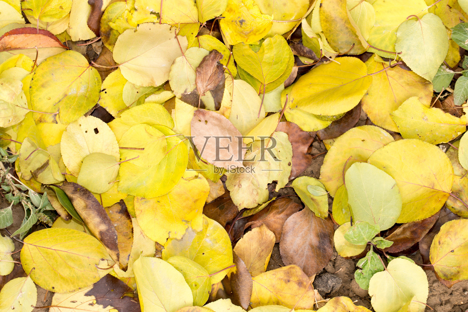 以秋叶为背景照片摄影图片