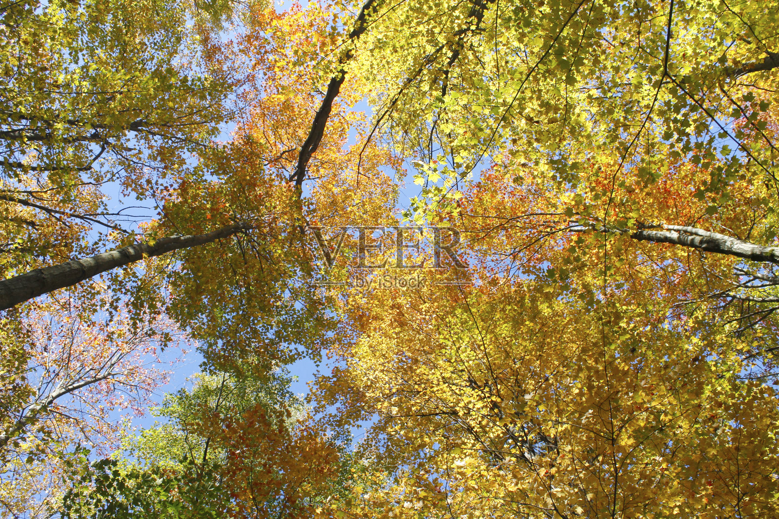 秋天的森林照片摄影图片