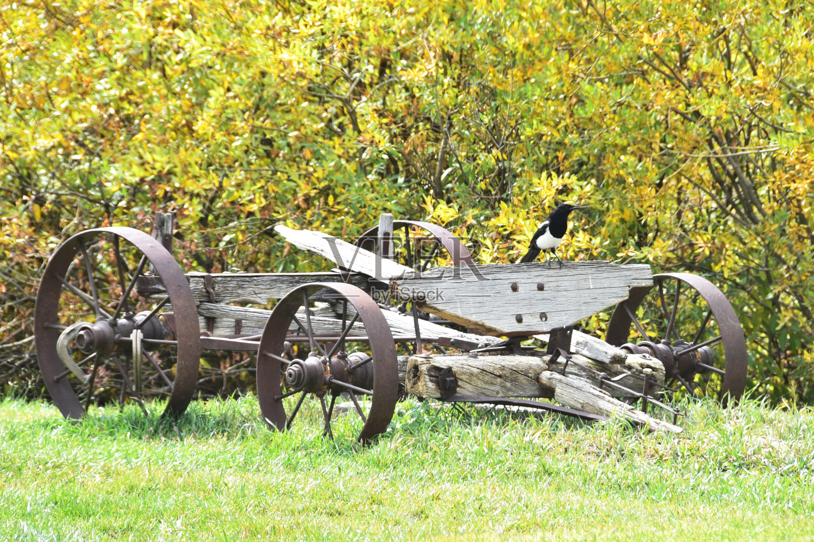 只知更鸟》在车照片摄影图片