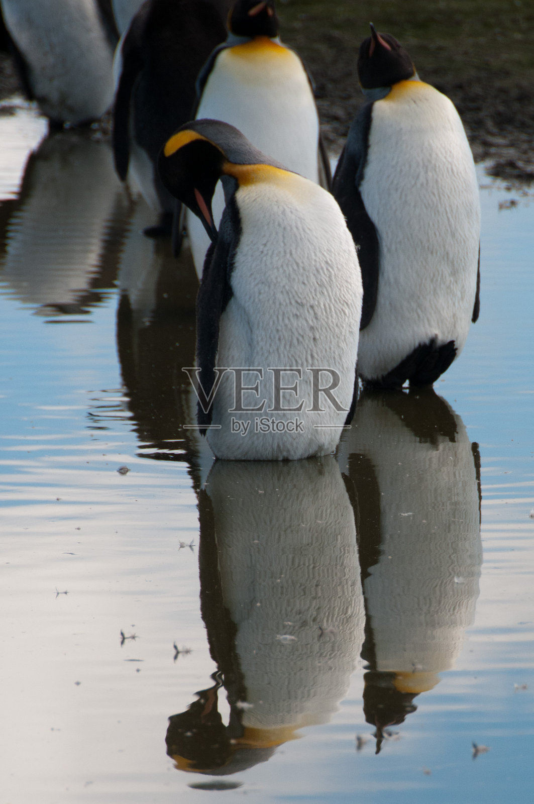 索尔兹伯里平原上的帝企鹅照片摄影图片