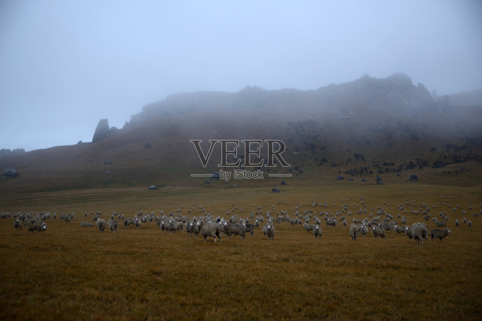 城堡山的羊照片摄影图片