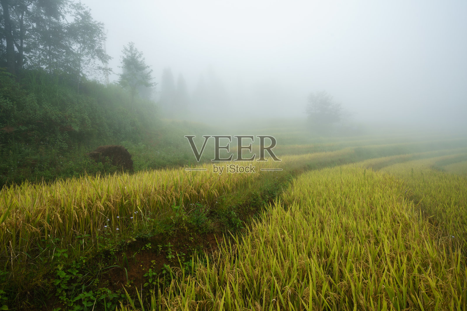 越南北部老街八夏区Y Ty的梯田景观和云雾照片摄影图片