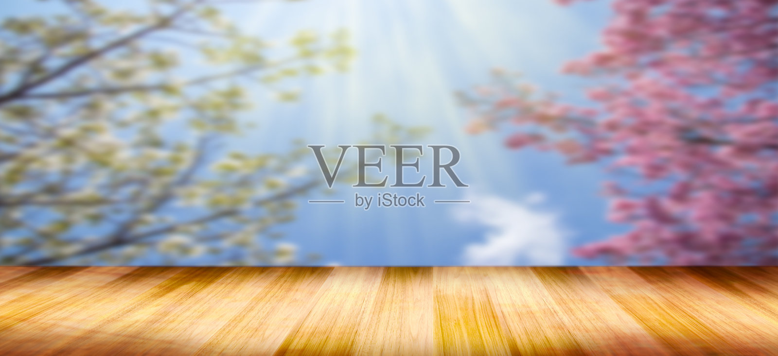 粉红色盛开的樱花与画框的设计艺术照片摄影图片