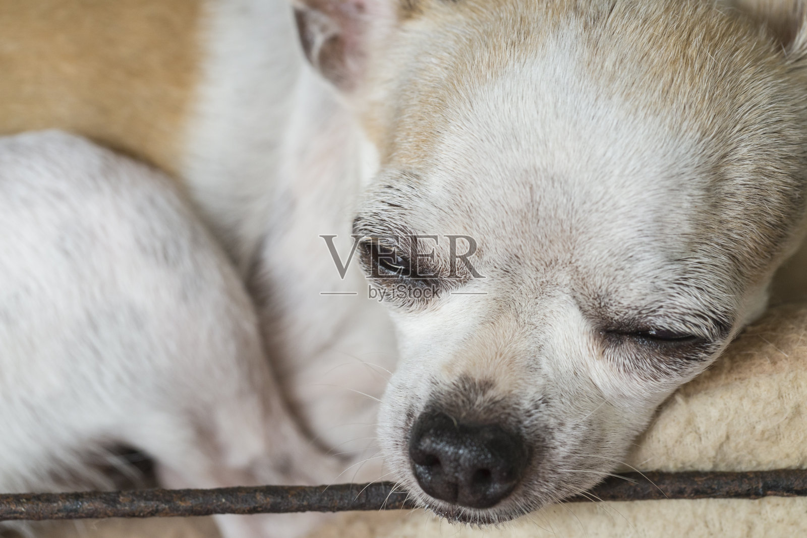 吉娃娃休息照片摄影图片