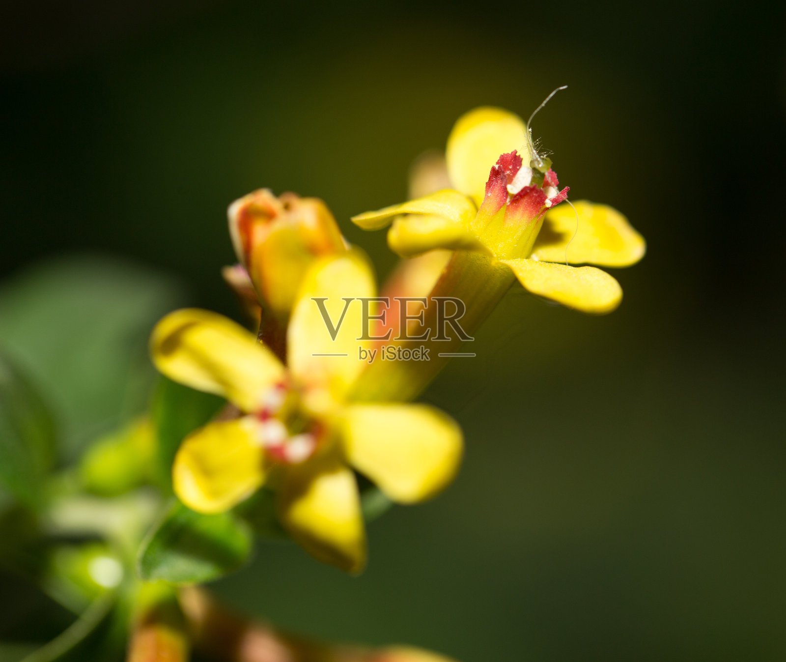 大自然中美丽的小黄花。宏照片摄影图片