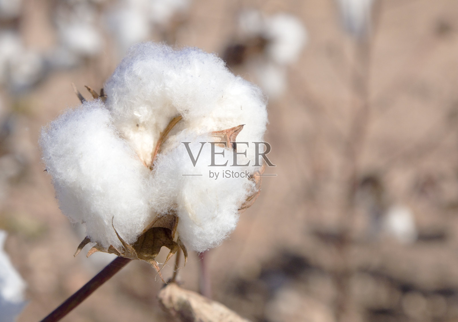 成熟的棉花田照片摄影图片