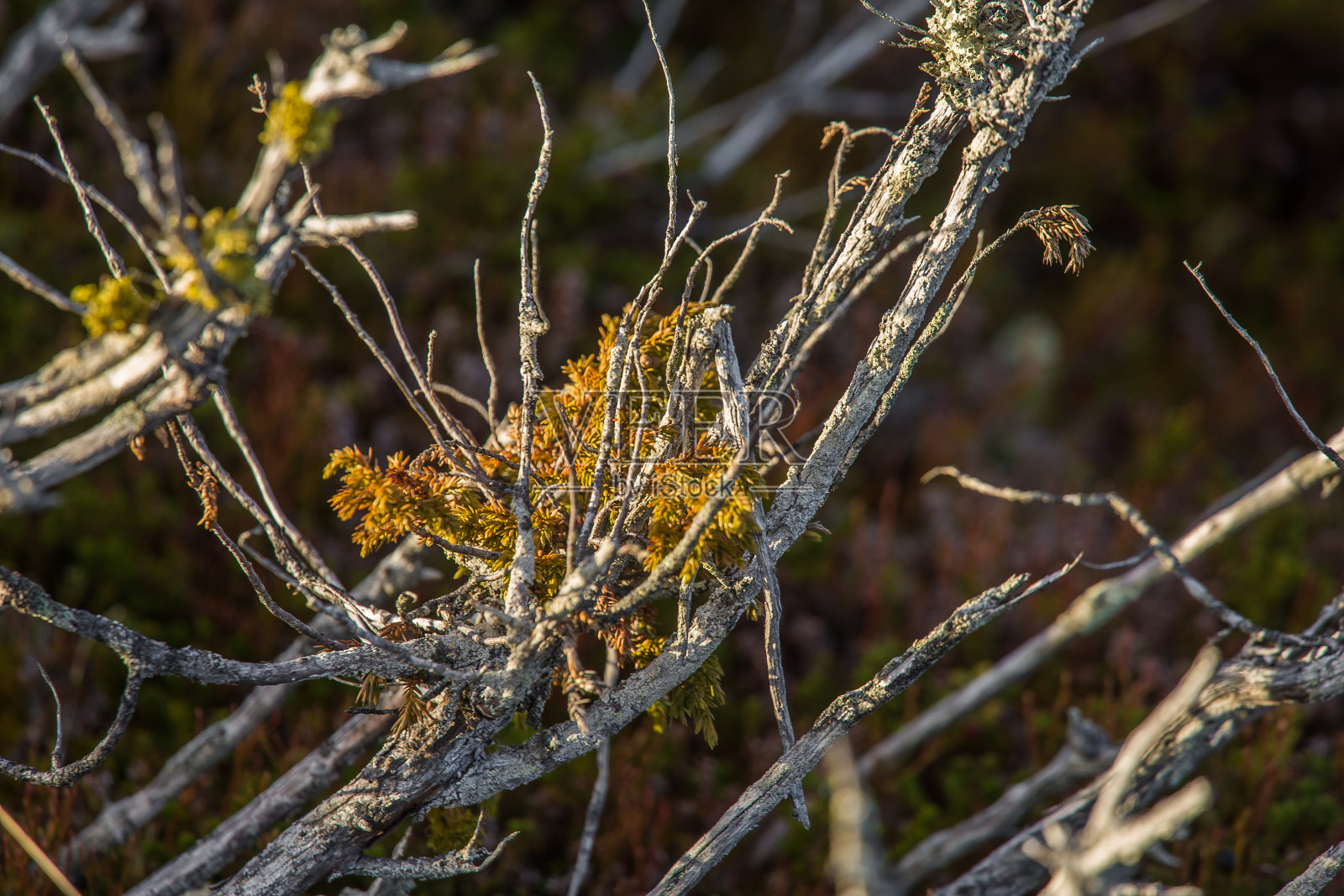 挪威秋天美丽的植物特写。照片摄影图片