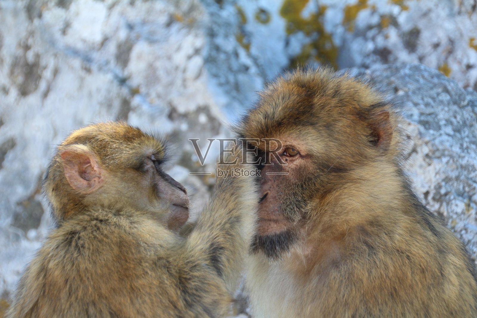 巴巴里猴子照片摄影图片
