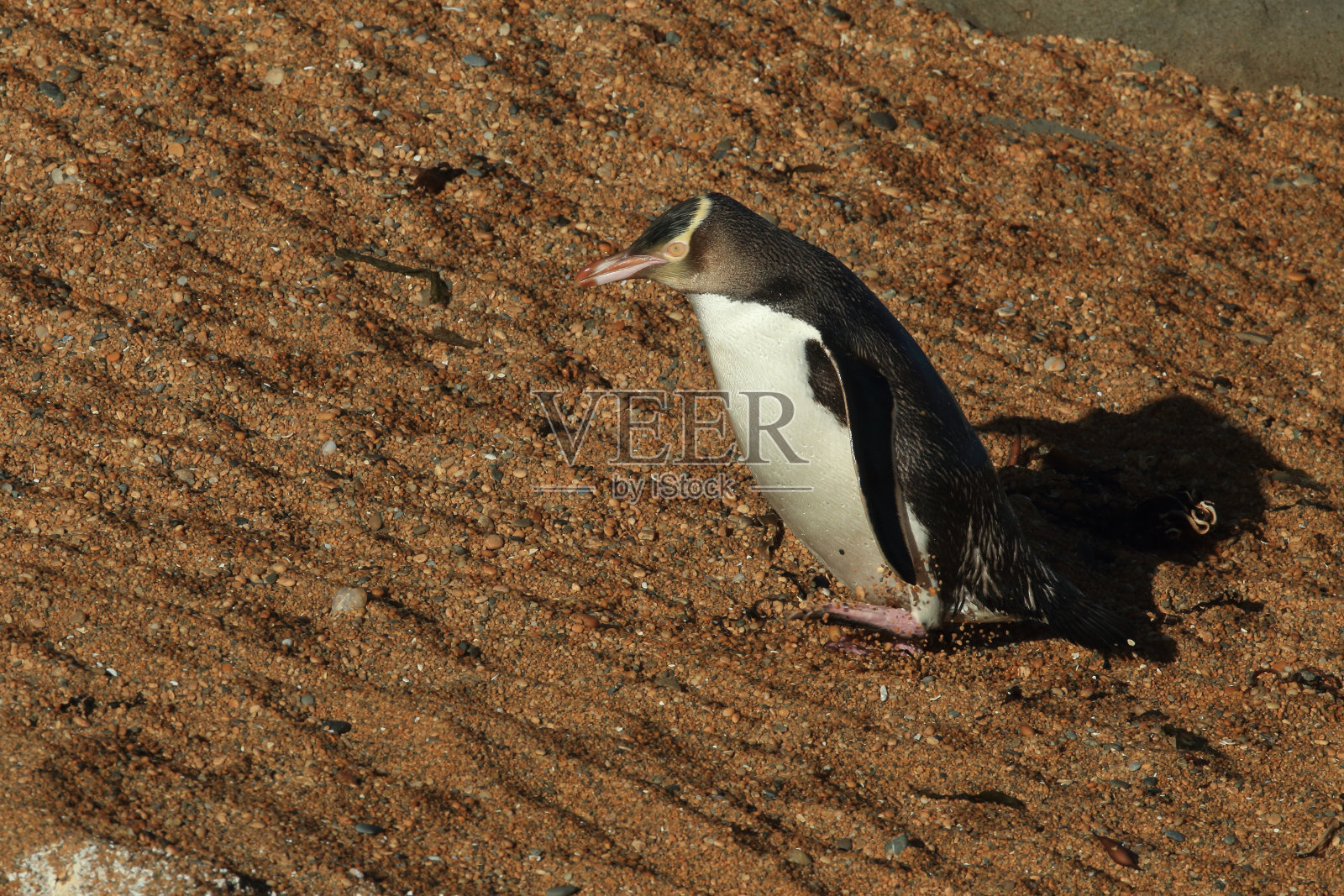 黄眼企鹅新西兰照片摄影图片