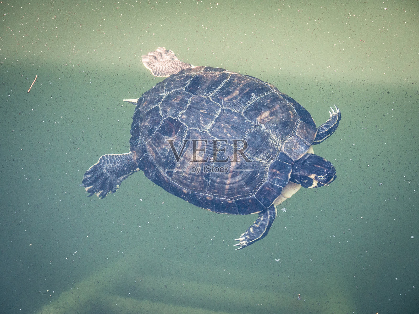 乌龟在池塘里游泳。照片摄影图片