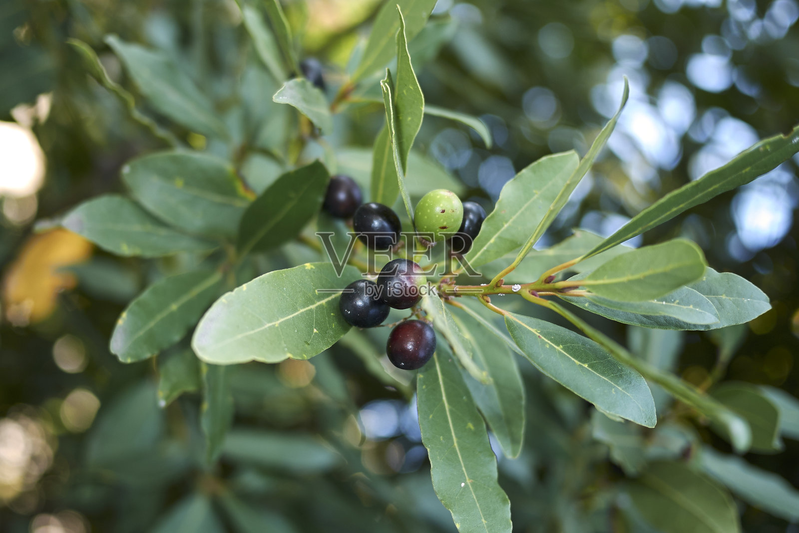 劳鲁斯·诺比利斯照片摄影图片
