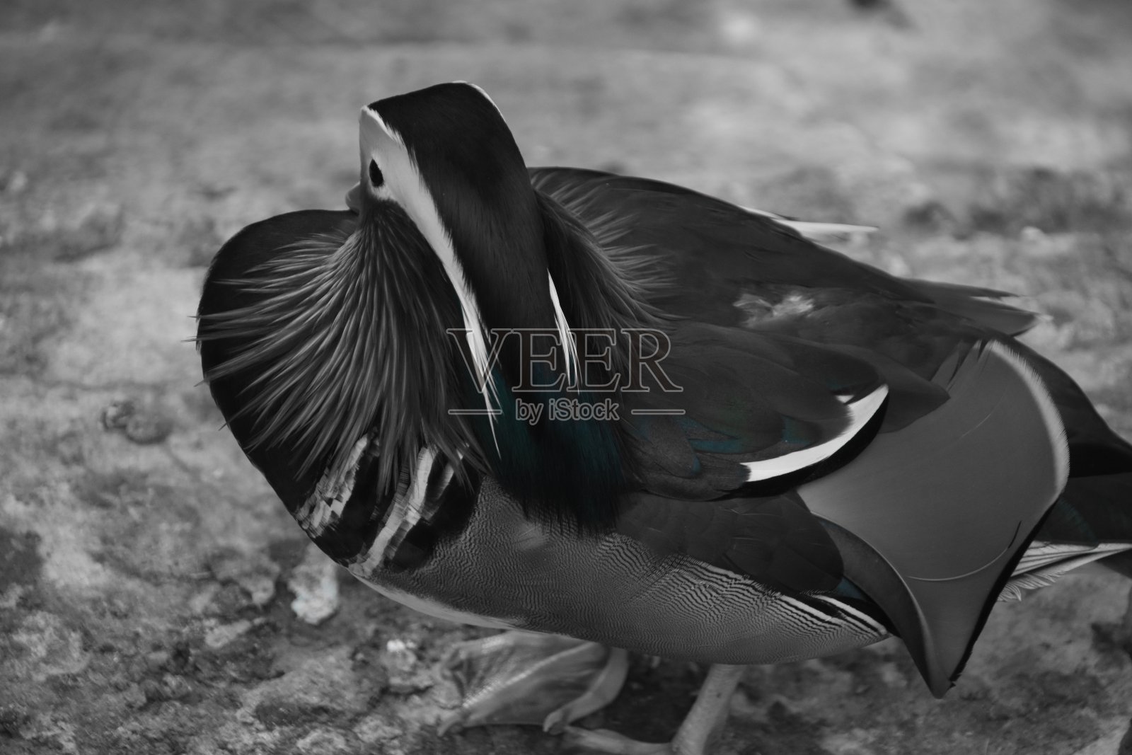 鸭照片摄影图片