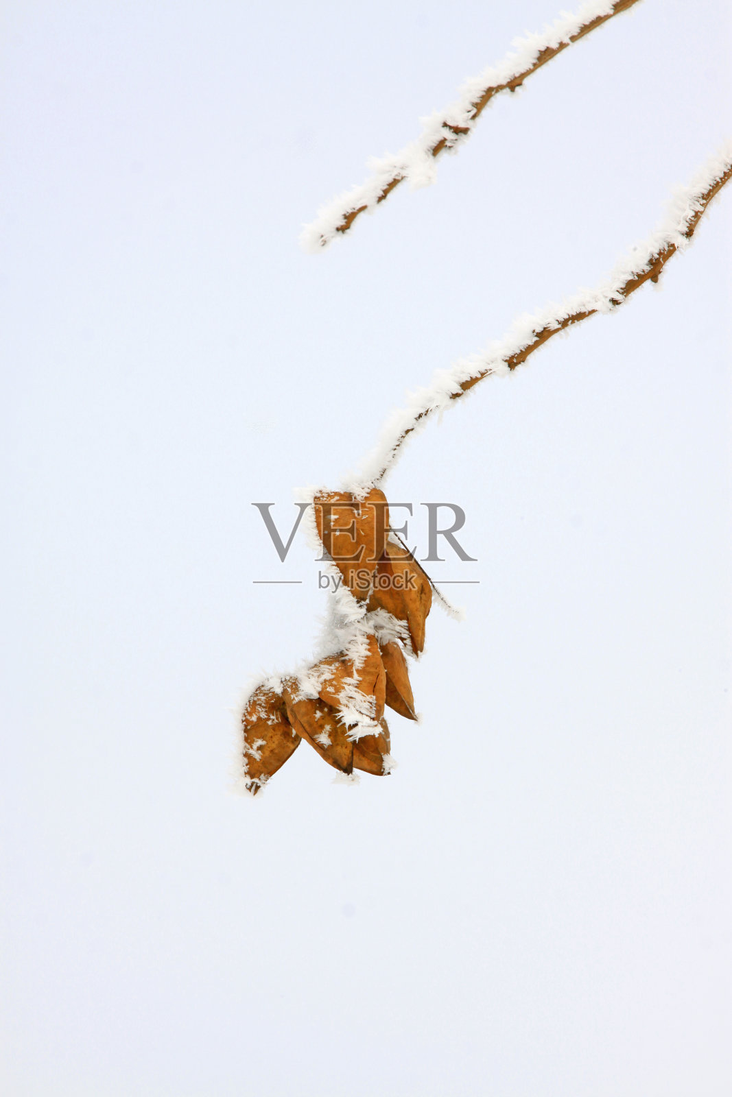 金雨树干花在雪中,中国北方照片摄影图片