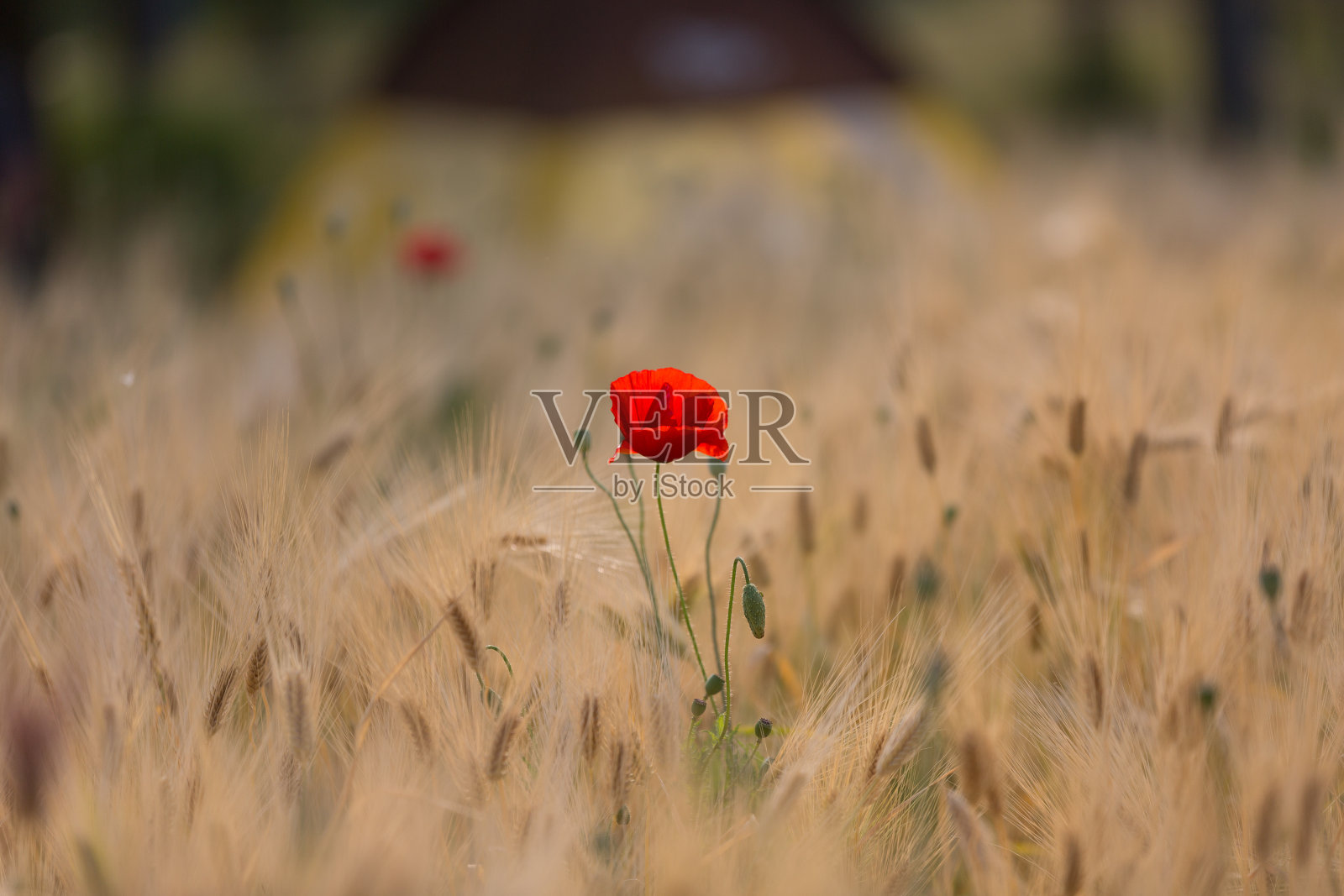 花照片摄影图片