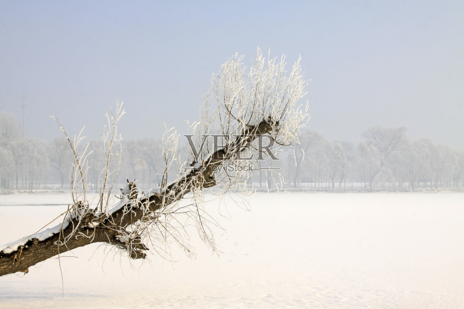 雪中倾斜的枯树,特写照片照片摄影图片