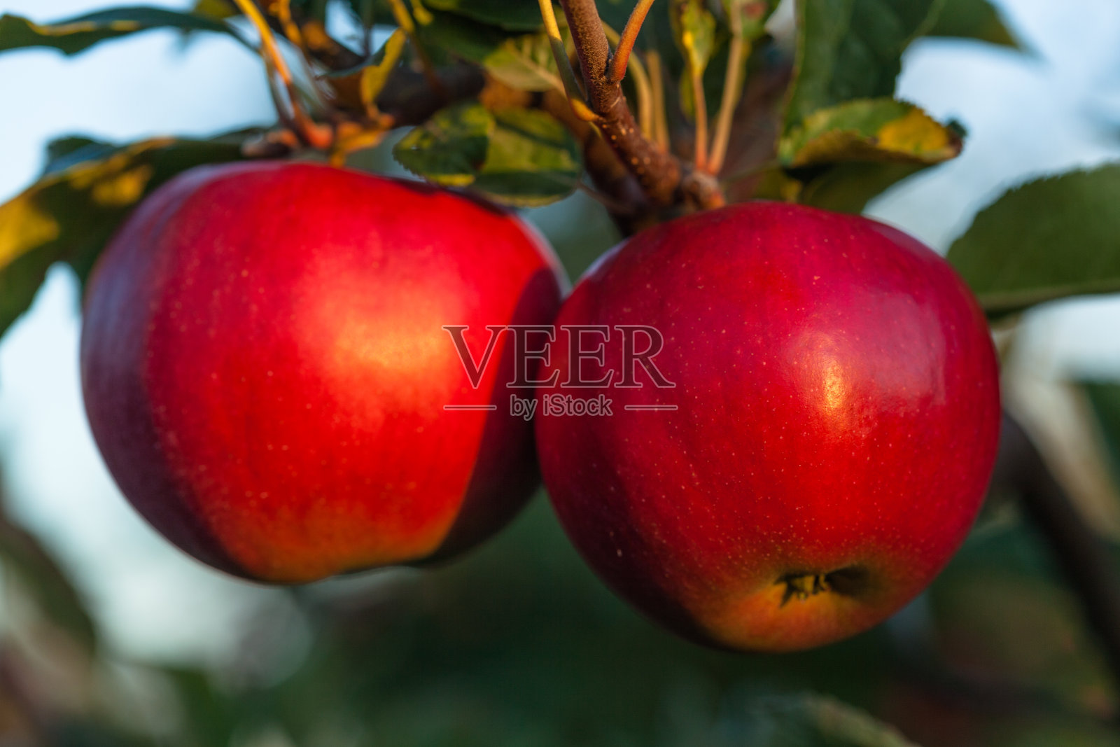 苹果。照片摄影图片