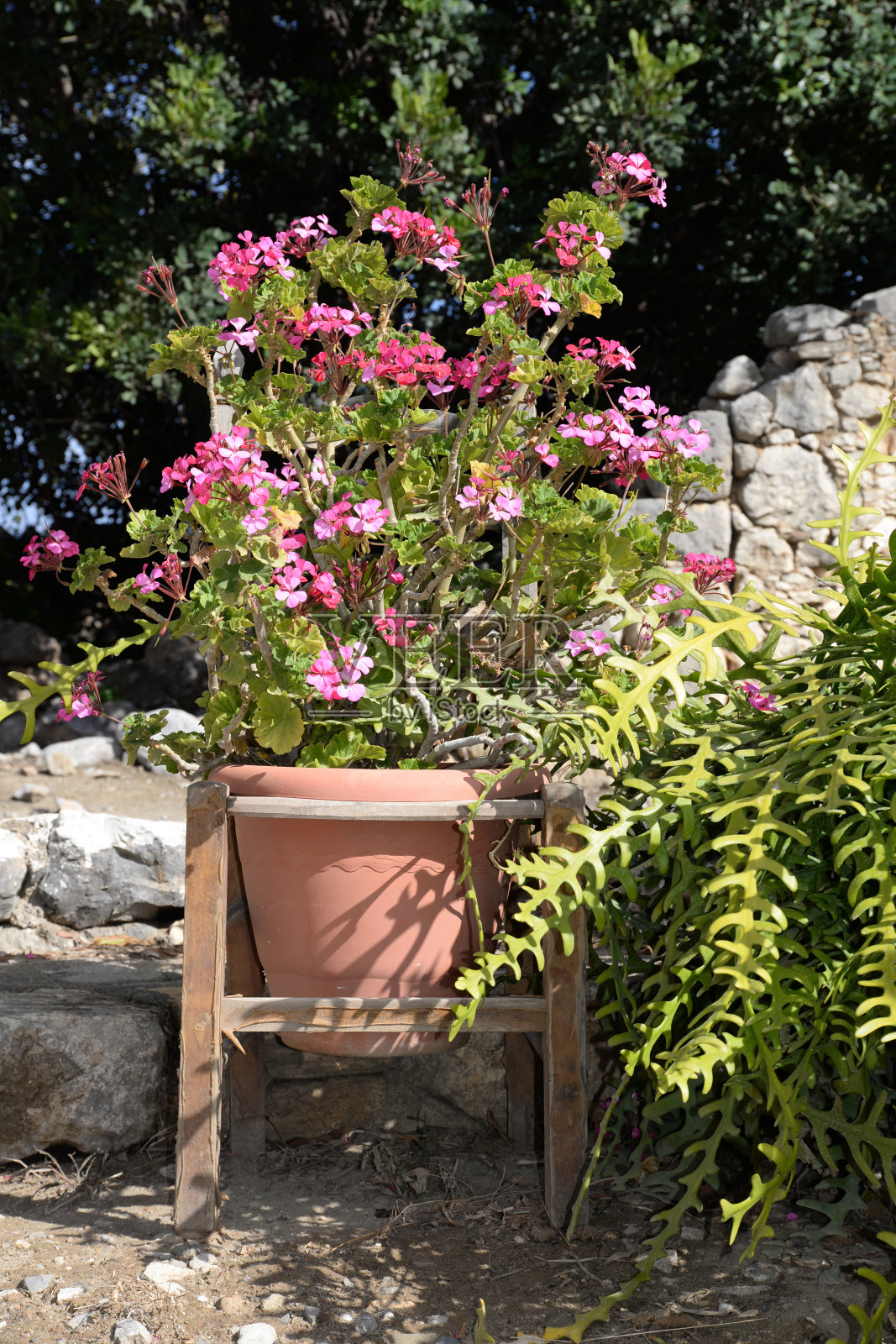 花饰椅照片摄影图片
