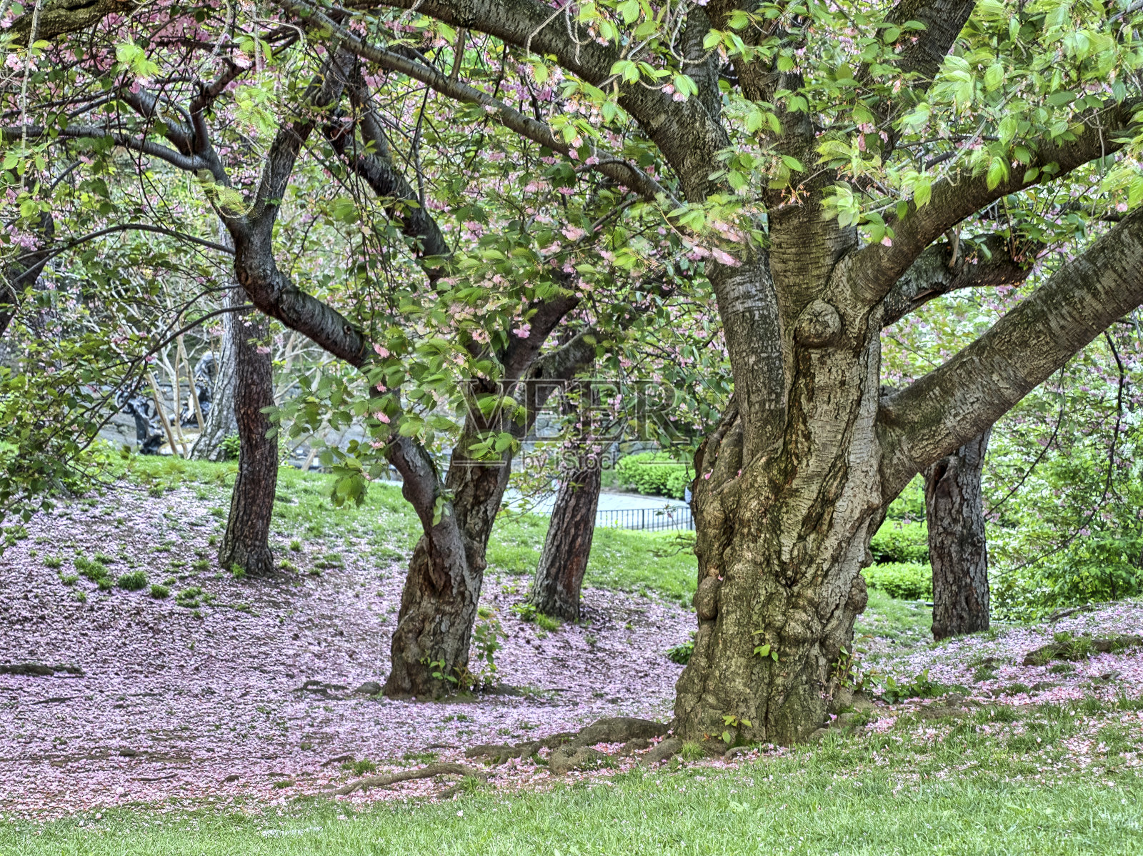 春天,纽约中央公园照片摄影图片