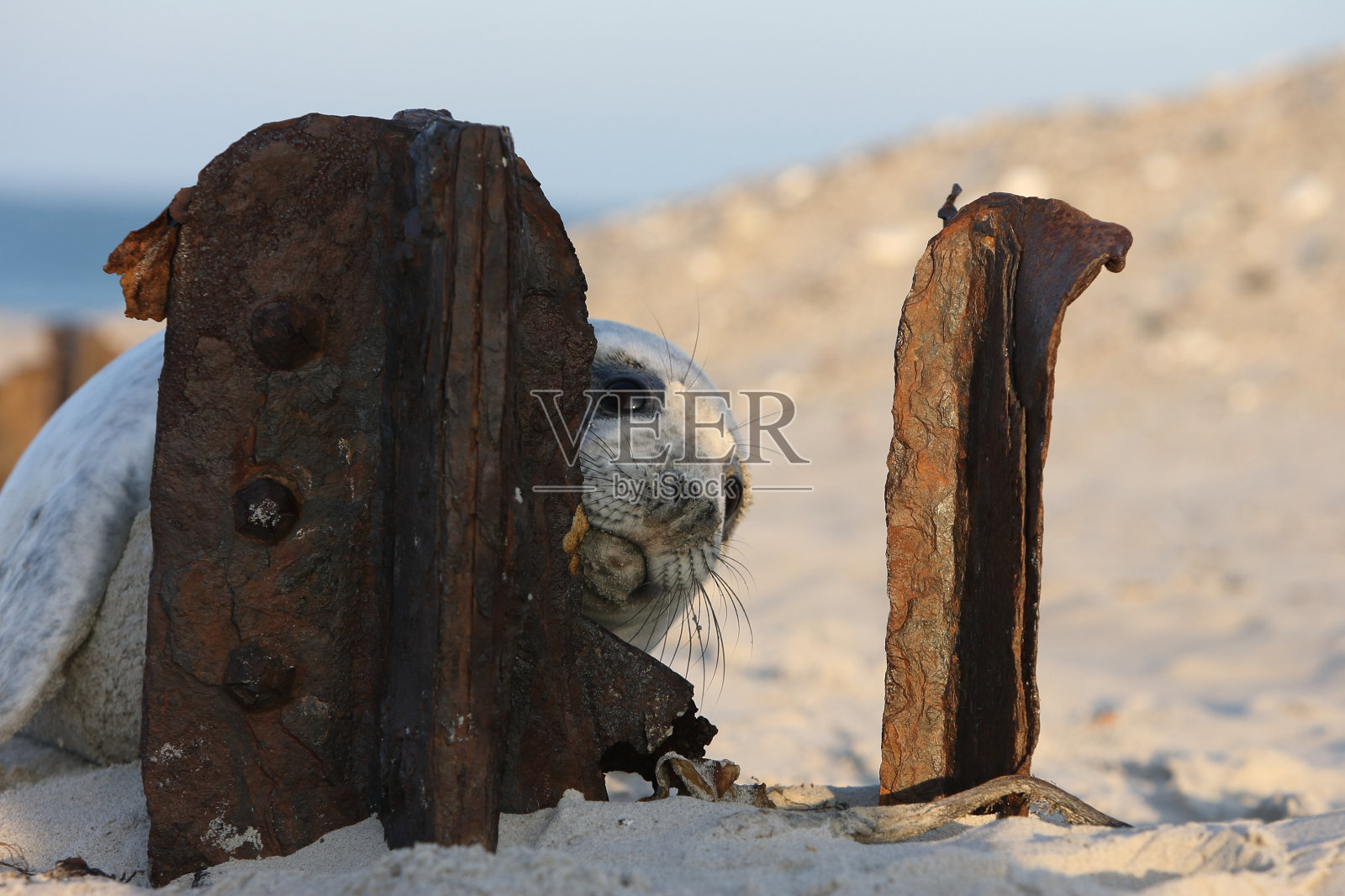 灰色海豹(石斑鱼)德国黑尔戈兰小狗照片摄影图片