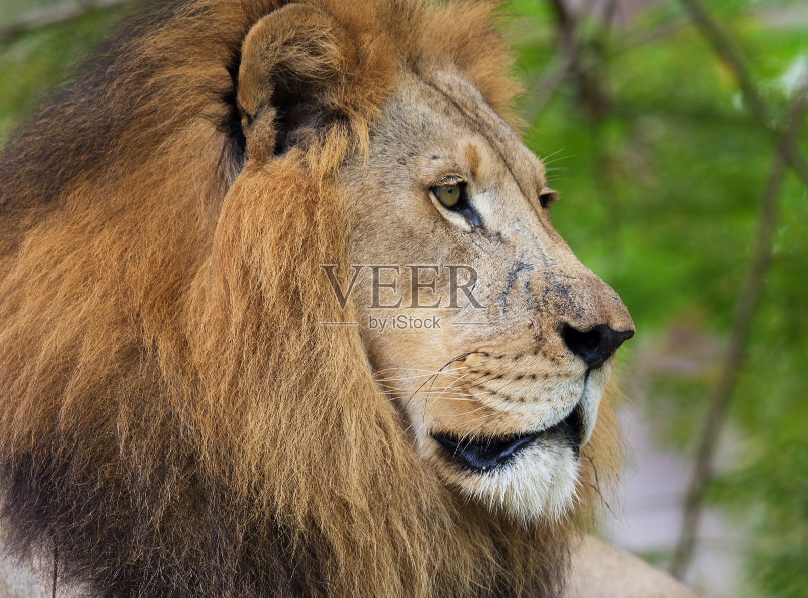 非洲狮子照片摄影图片