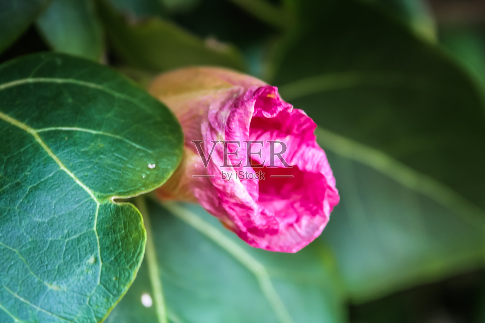 GOKARNA海滩照片摄影图片