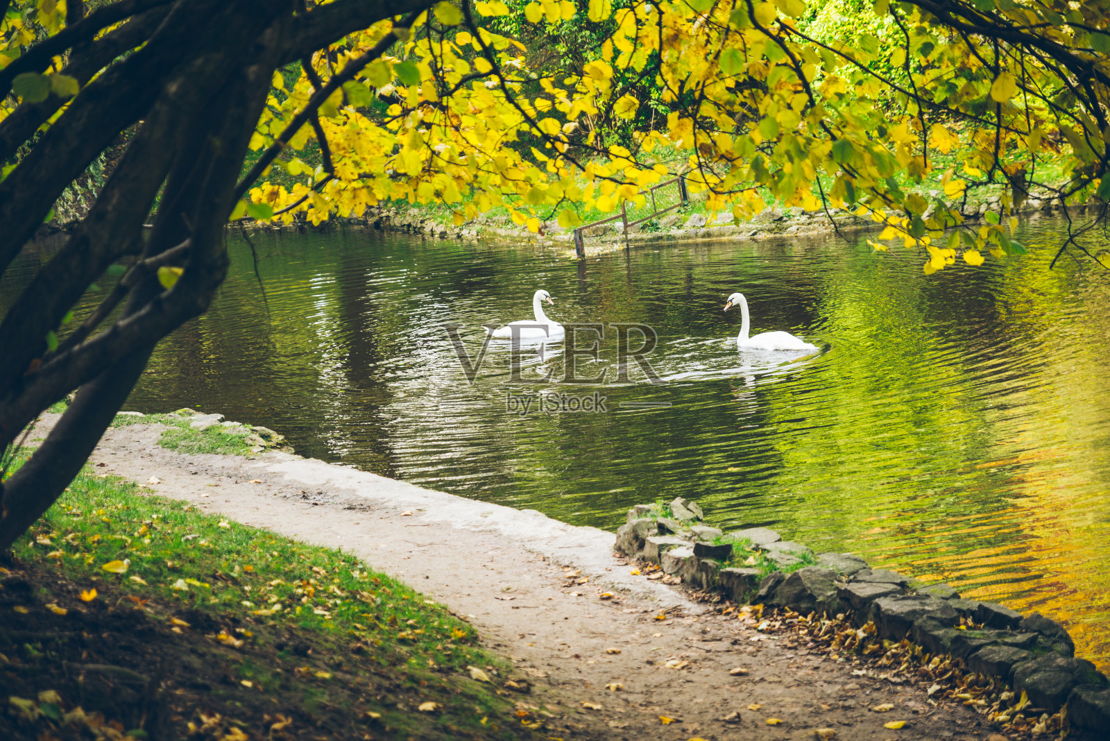 秋天公园湖面上的天鹅。照片摄影图片