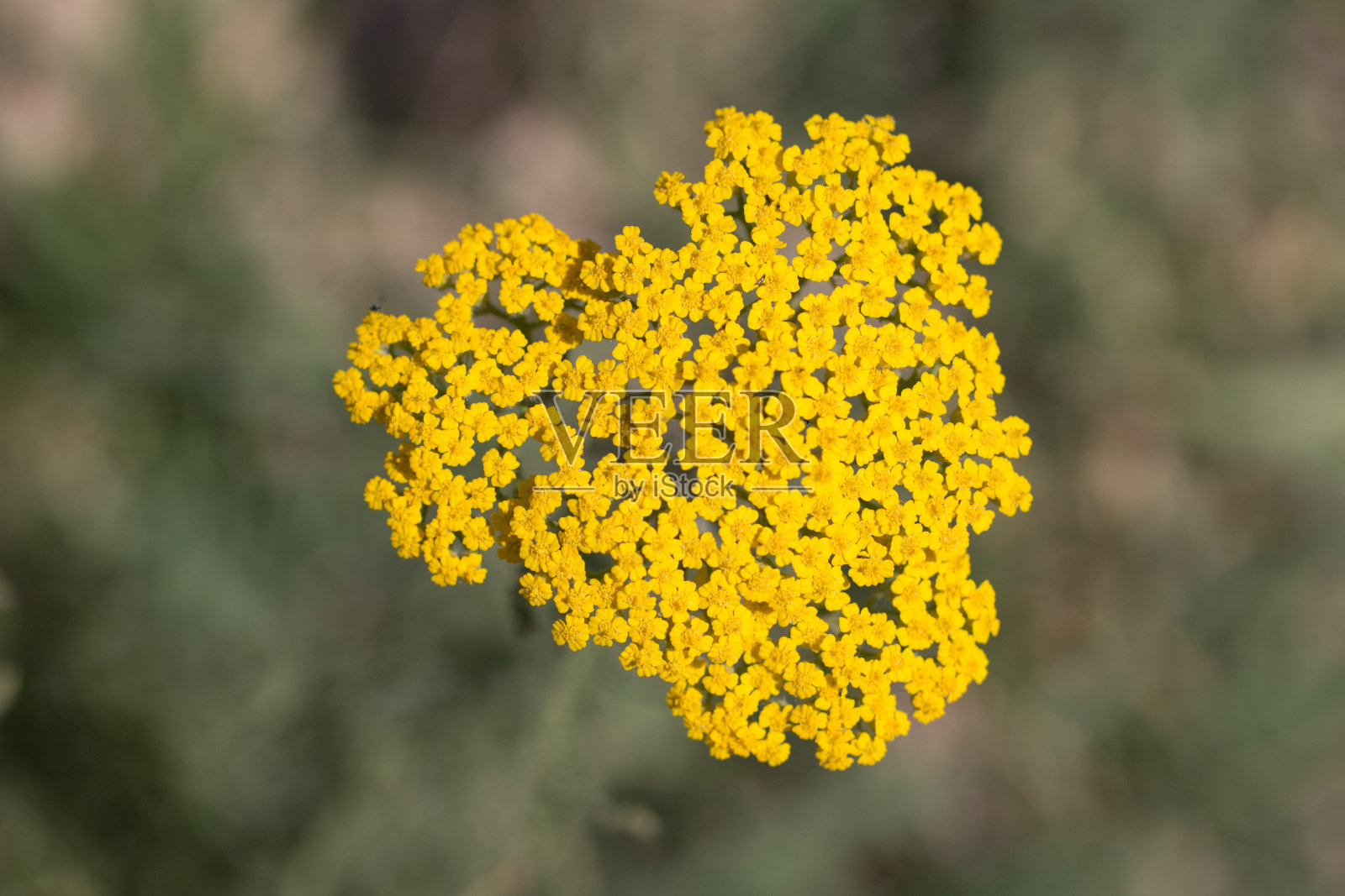 大自然中美丽的小黄花照片摄影图片