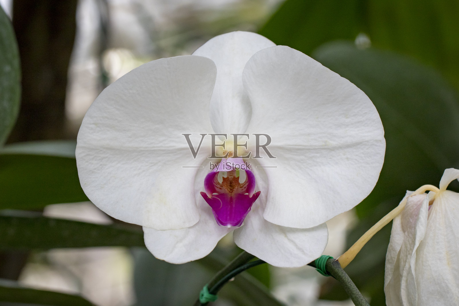 美丽的白色兰花(蝴蝶兰)在花园里的图像。照片摄影图片