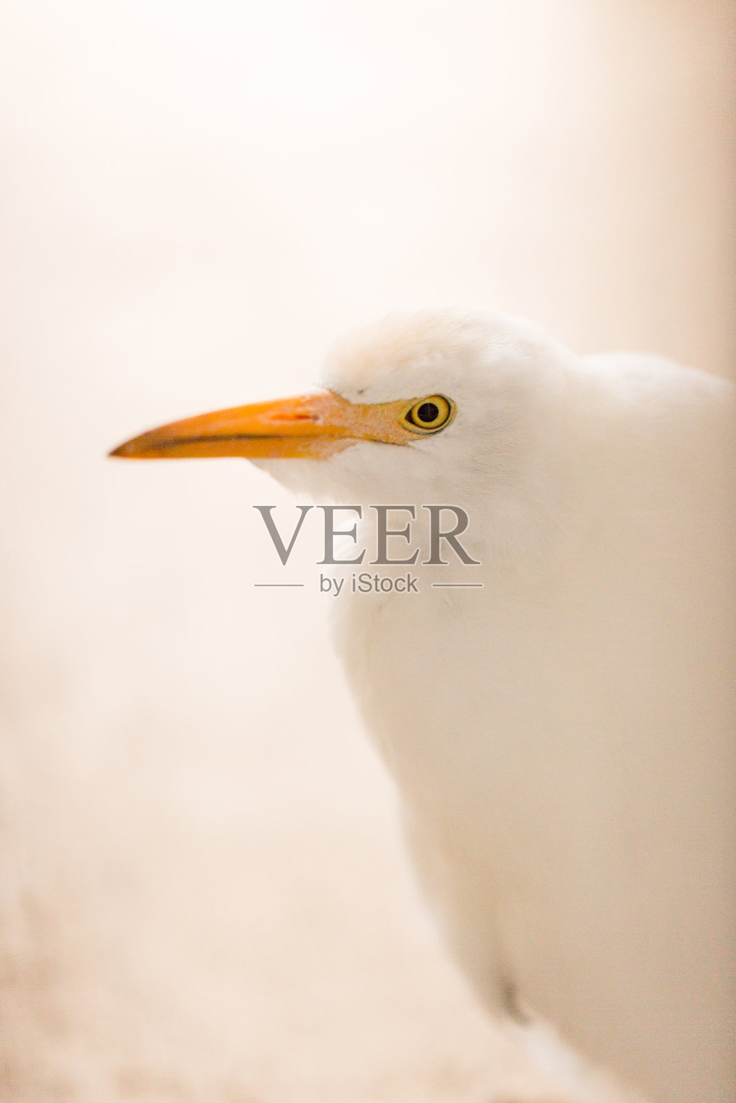 大白鹭鸟照片摄影图片