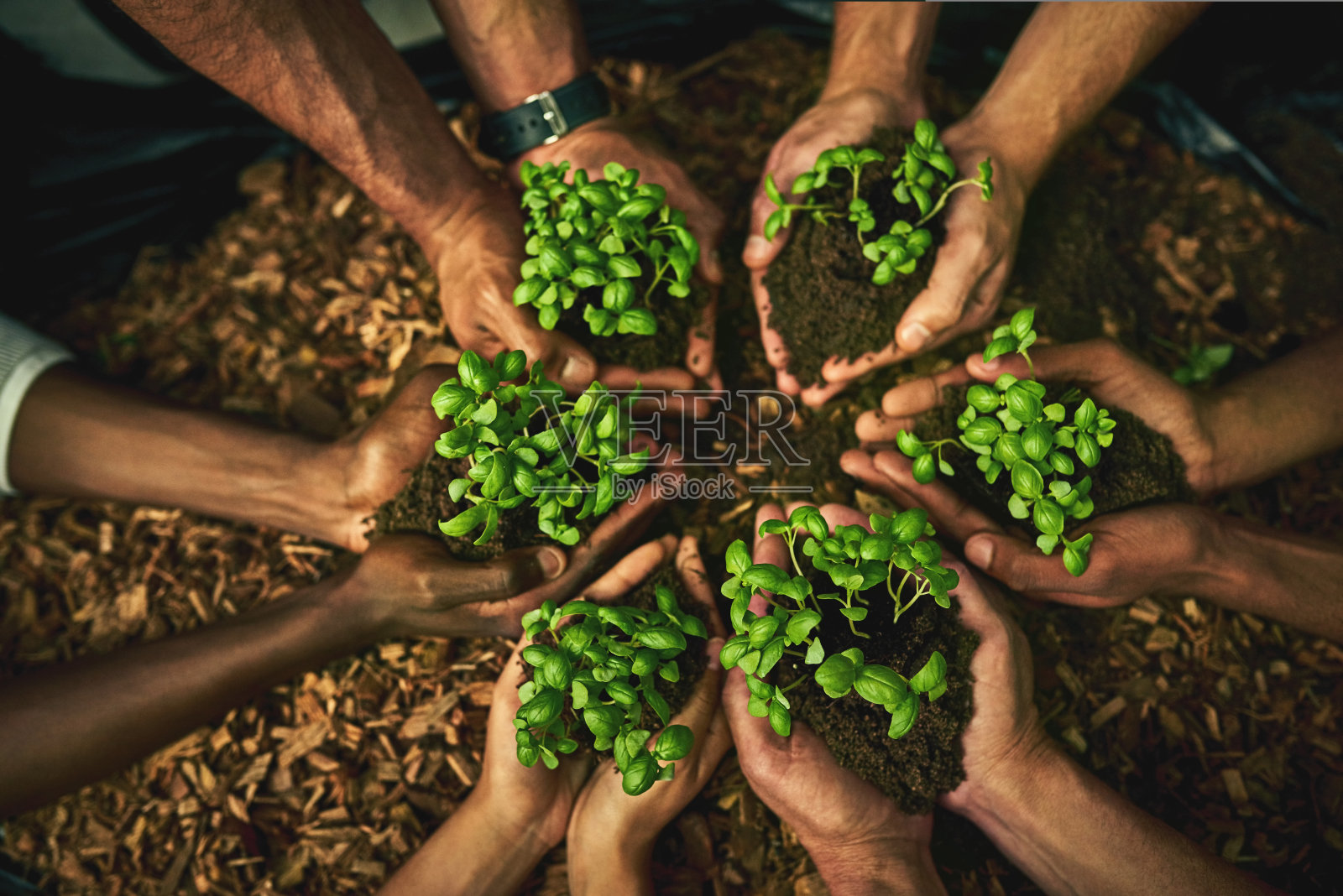 给绿色一个机会吧,它会让你越来越喜欢它的照片摄影图片