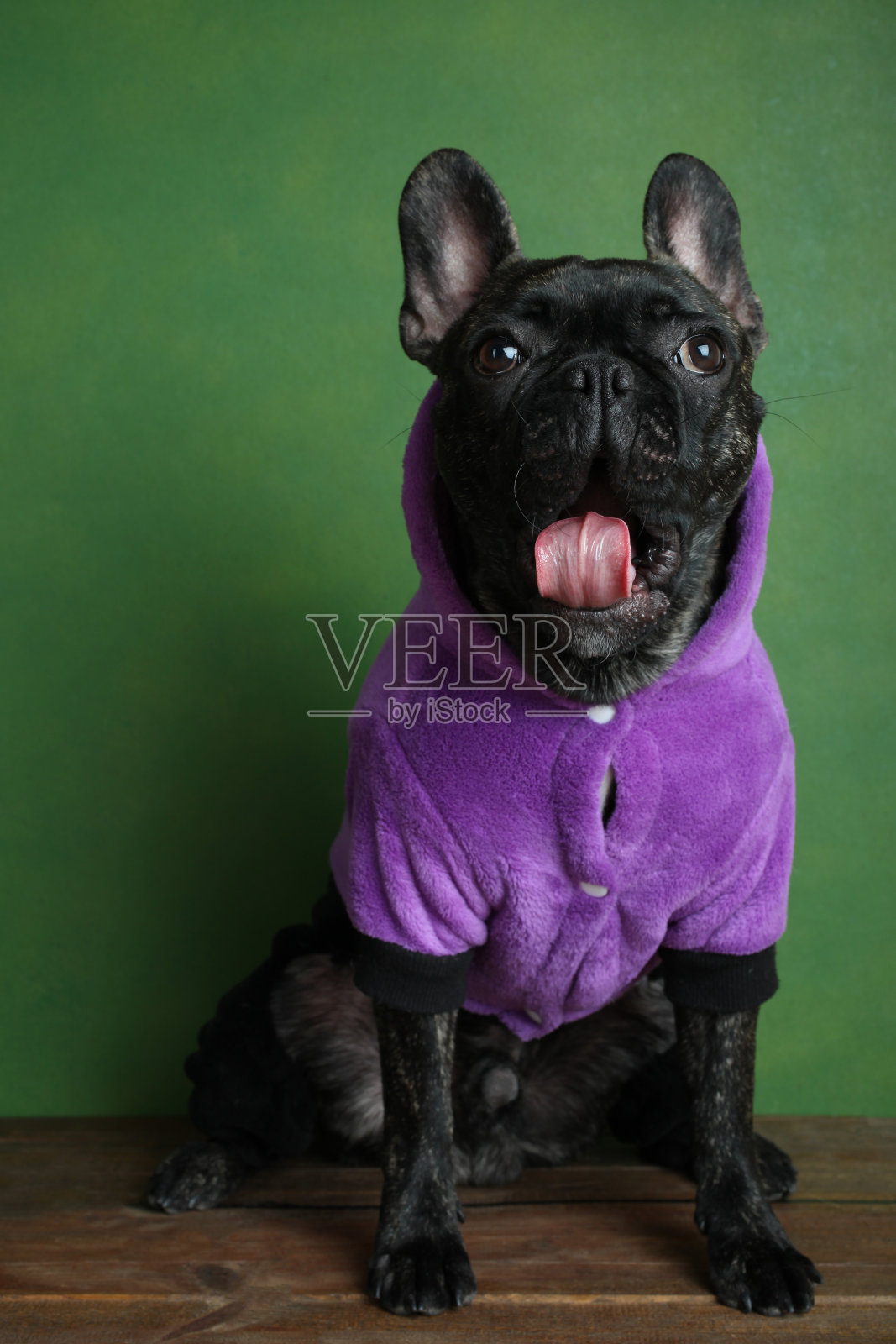 法国斗牛犬照片摄影图片