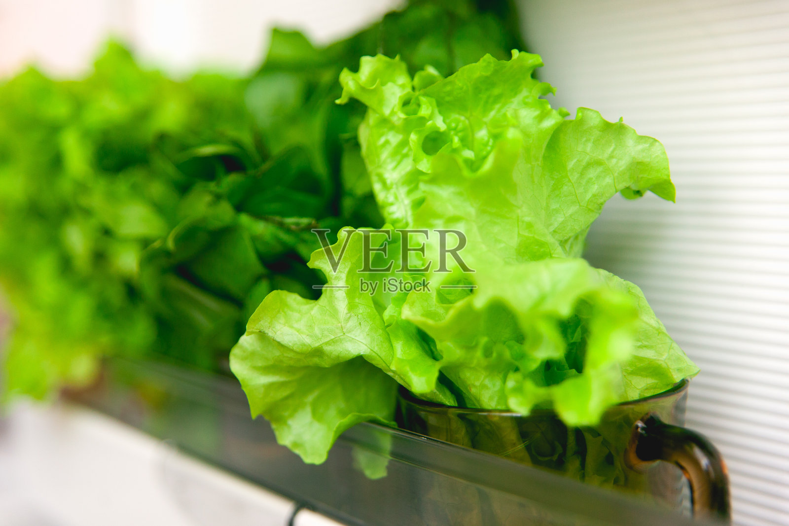 打开冰箱,里面的绿色蔬菜放在白色的架子上。冰箱门上的玻璃杯里有沙拉和酸模。健康饮食的概念。照片摄影图片