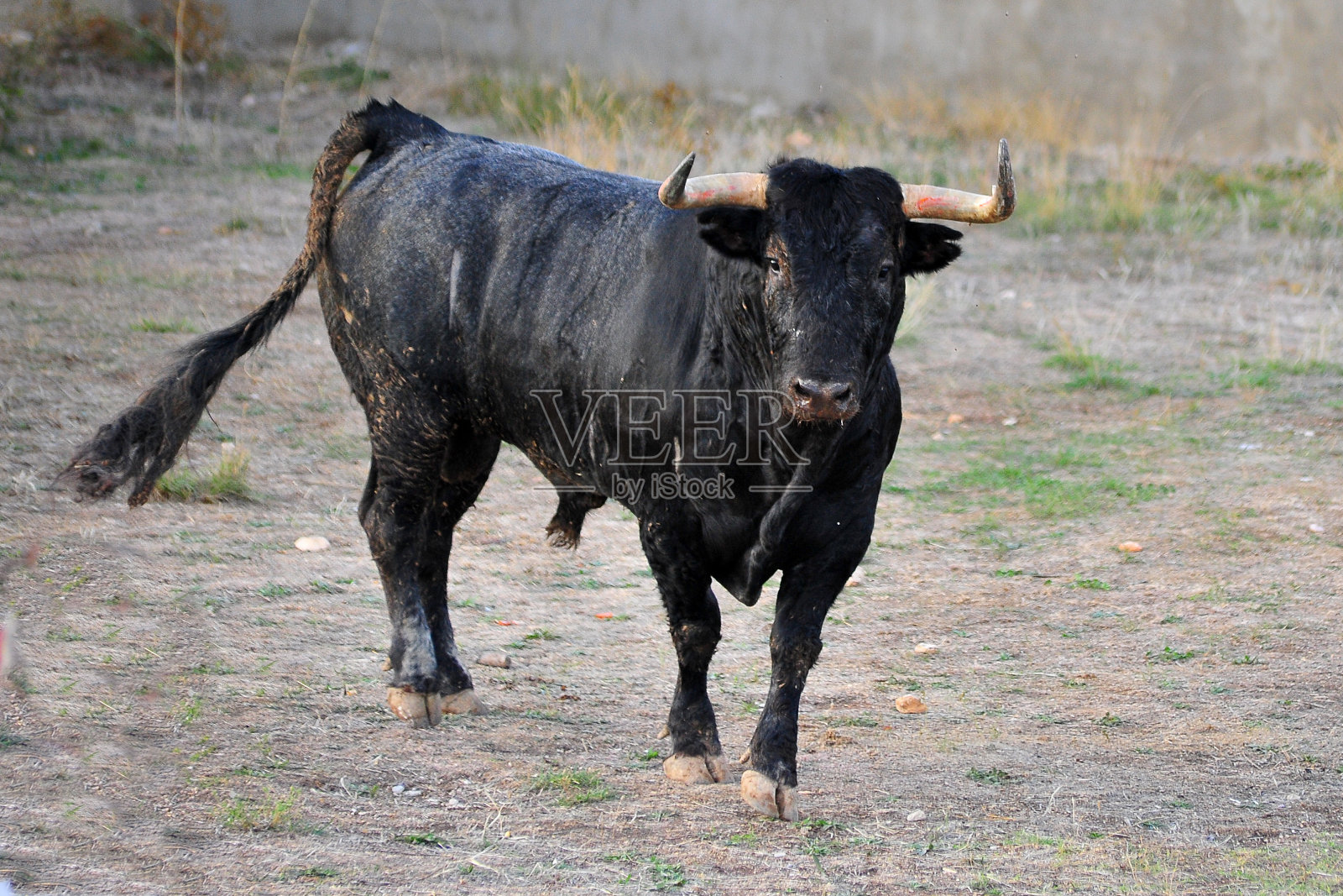 牛照片摄影图片