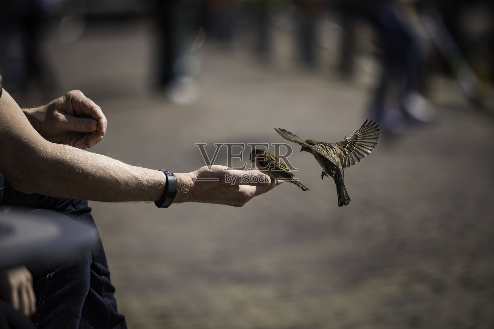 喂鸟的人照片摄影图片