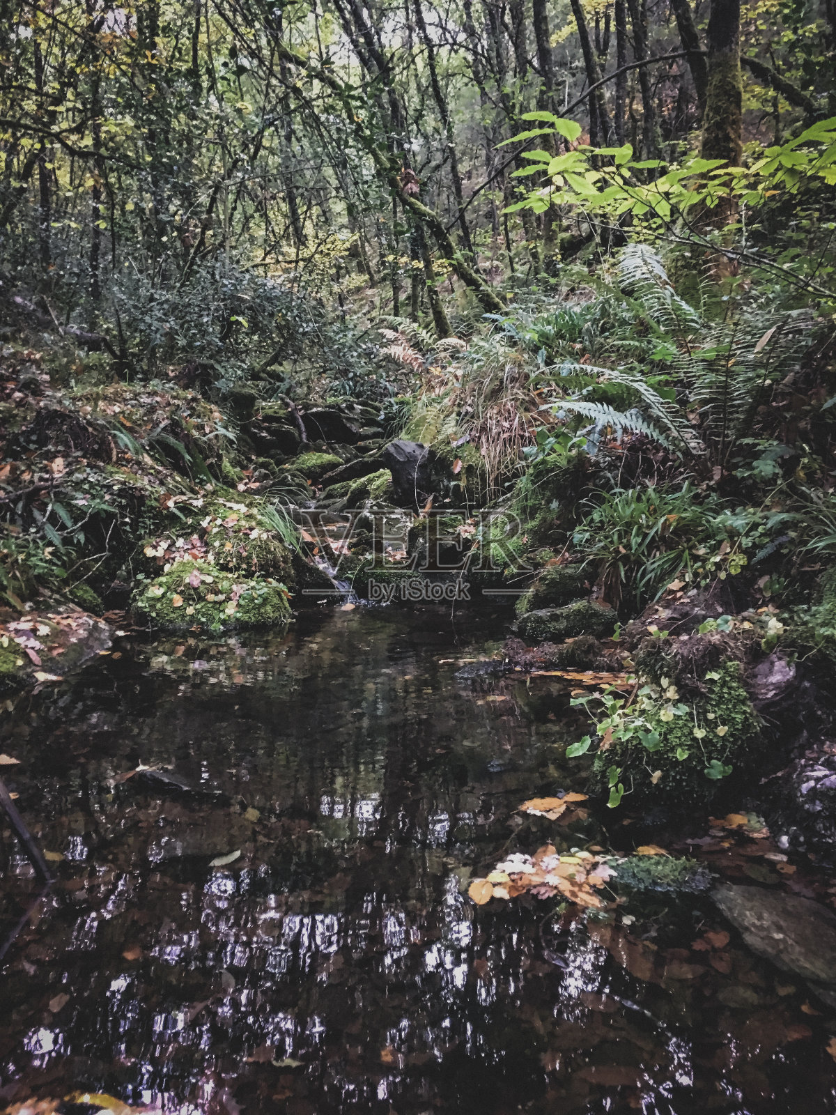 Rede性质照片摄影图片