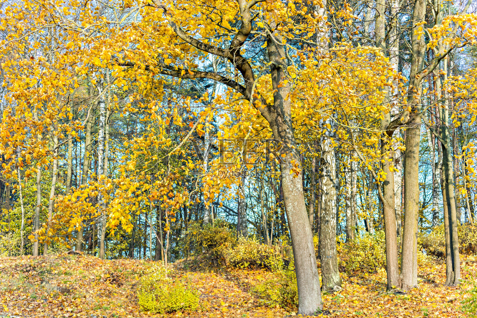 深秋,欧洲照片摄影图片