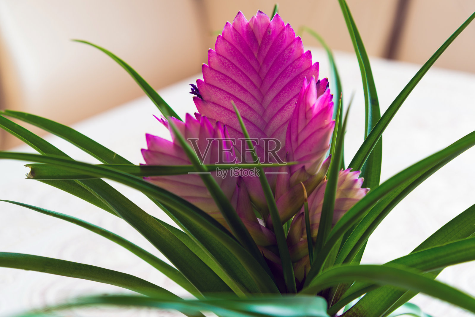 Pink Tillandsia在桌子上的房间里照片摄影图片