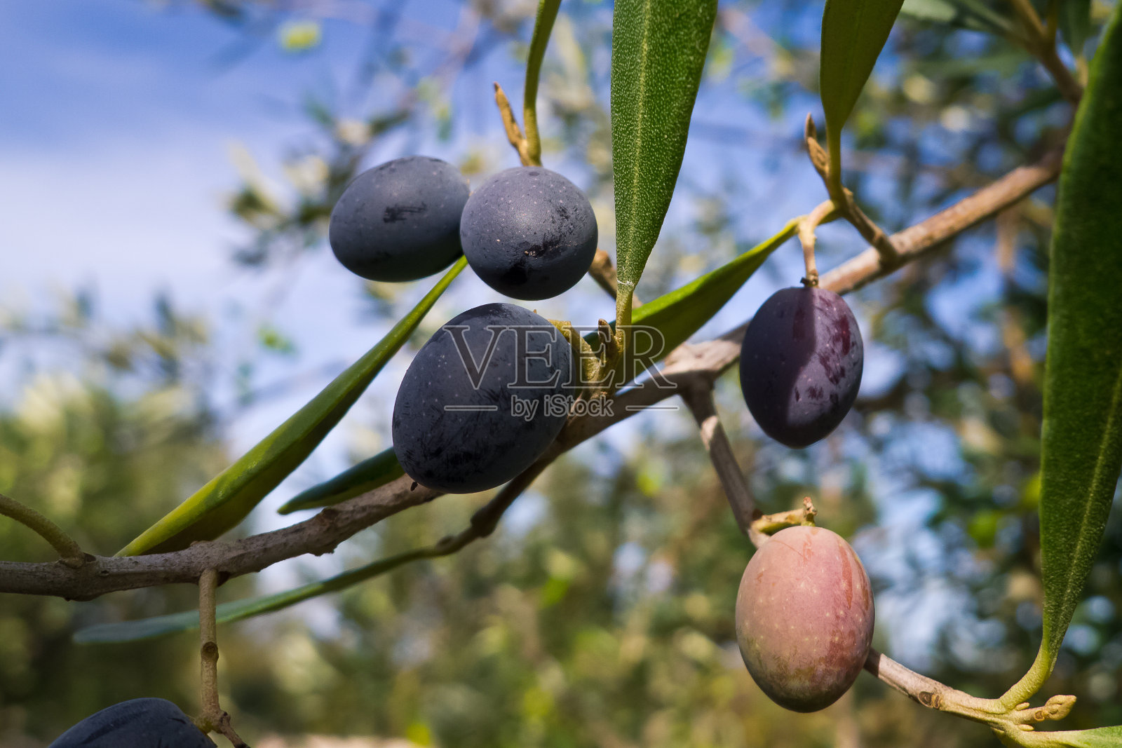橄榄生长。照片摄影图片