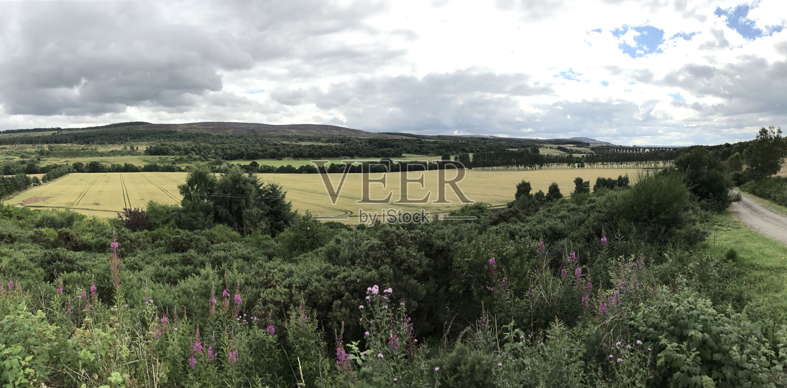 欧洲,英国,苏格兰的乡村,草地和灌木的牧场照片摄影图片